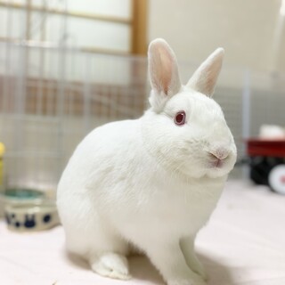 保護うさぎ おこめちゃん（師走っこ）