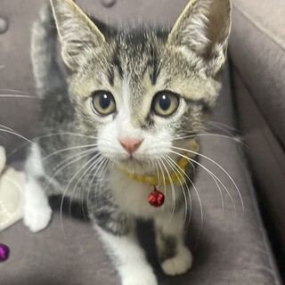 むちボディが可愛いキジ白男子⭐️はなば