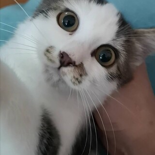 きれいな長毛♡優しいオリオンちゃん