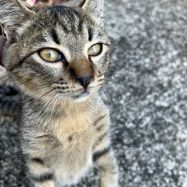 ちゅーらーのカバー写真