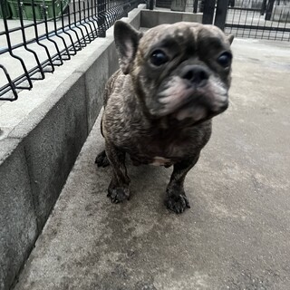 派手目な柄のフレンチブルドッグ　ブリンドル女の子