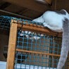 　シマちゃん サムネイル2