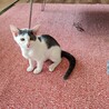 　シマちゃん サムネイル3