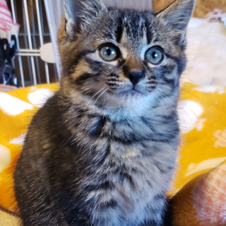 人が大好きなやよいです