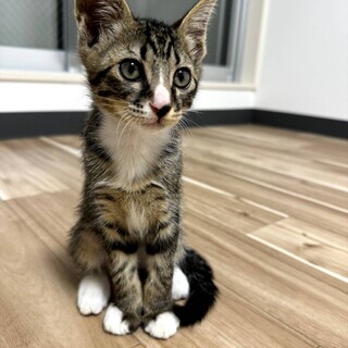 甘えん坊の海ちゃん、2ヶ月半の男の子