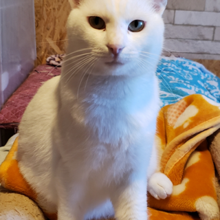 性格のいい白猫