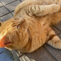 甘えん坊でお腹を見せてグルグルかわいい子です