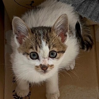 子猫【白×黒×茶】白多め　ゆきちゃん