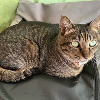 飼い主様が病気で飼育できなくなりました。