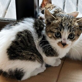 子猫【白×黒×茶】黒多め　すずちゃん