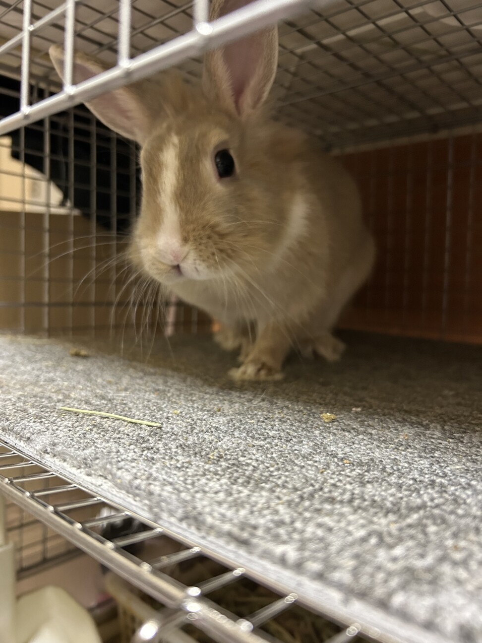 女の子活発でかわいいです。（一時保留中です） サムネイル2