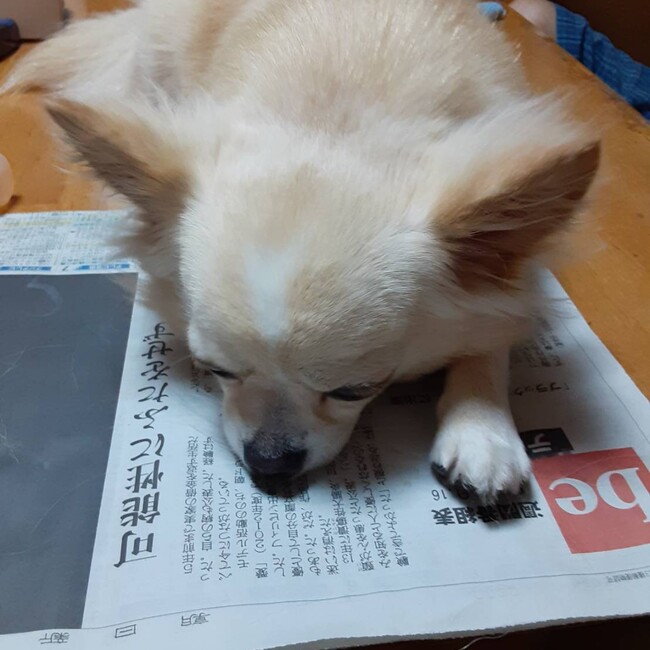 にゃんブログのカバー写真