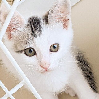 マイペースなナレナレお嬢さん❤️もえぎ