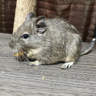 ブルーデグーの女の子2