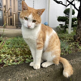 人懐っこい白茶トラのオスです。