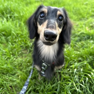 まだ若いダックスの男の子です