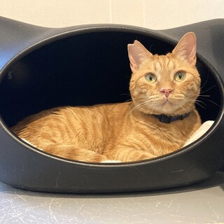 【チャーリー】大きくておっとりした男の子