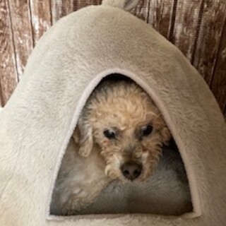 本当は甘えん坊さん　プーすけくん