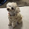 パジャマ