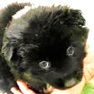 4-3-262◆可愛い子犬◆家族に迎えませんか？