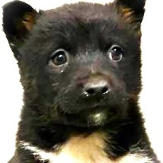 4-3-263◆可愛い子犬◆家族に迎えませんか？