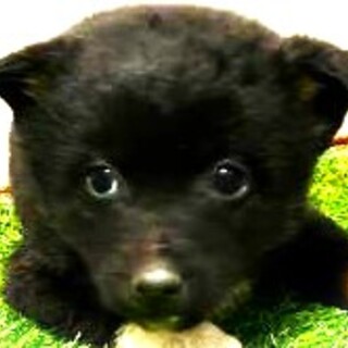 4-3-264◆可愛い子犬◆家族に迎えませんか？