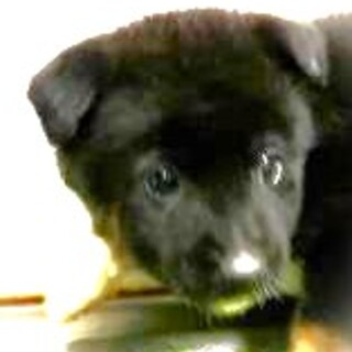 4-3-265◆可愛い子犬◆家族に迎えませんか？