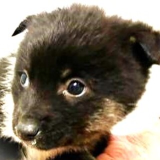 4-3-266◆可愛い子犬◆家族に迎えませんか？