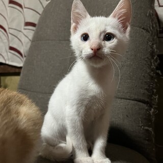 甘えんぼで可愛い白猫くん