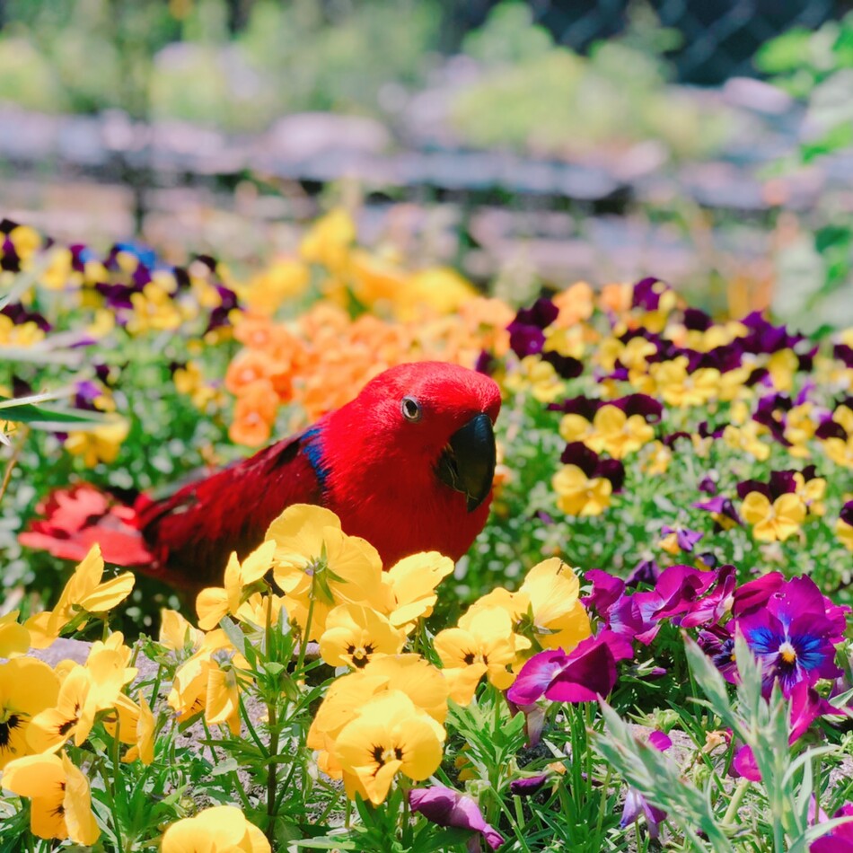 小雪のカバー写真