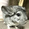 チンチラグレー男の子 ramie サムネイル2