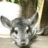 チンチラグレー男の子 ramie サムネイル3