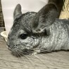 チンチラグレー男の子 ramie サムネイル4