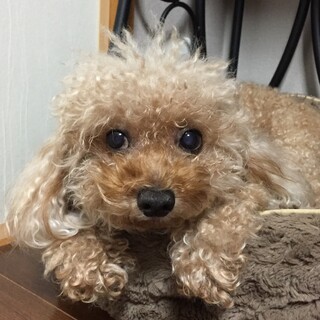 持病持ちですが、遊び大好きのつくちゃんです