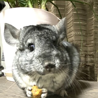 チンチラグレー女の子 assyu