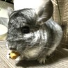 チンチラグレー女の子 assyu サムネイル2