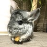 チンチラグレー女の子 assyu サムネイル4