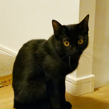 だんだん精悍な顔になってきました