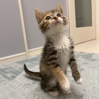 まんまるで可愛いおっとりマイペースの三毛猫かりん♪