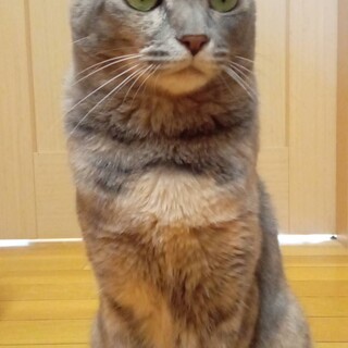 里親さんを探しています。