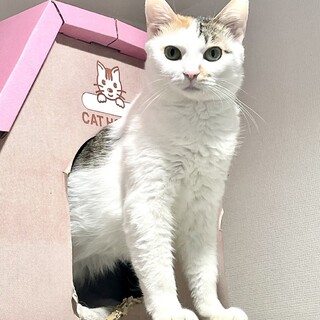 【11/19東日本橋】シャイな女の子♥️さんご