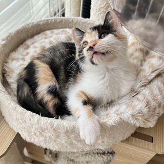 まんまるでほんわか顔が可愛い三毛猫かなで♪