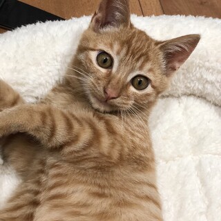 キャラメルマキアートのような綺麗な茶トラの子猫です