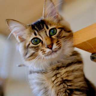 ばみぃ♡家族ができました