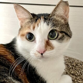 11/19東日本橋】お尻トントン好き♥️美らちゃん