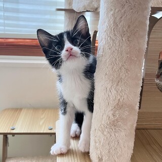 とっても綺麗なハチワレの女の子♪