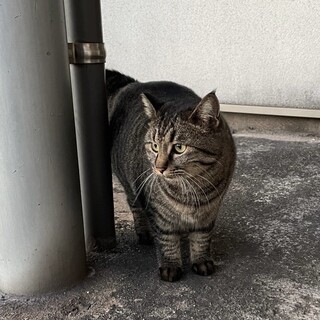 至急 甘えん坊なキジトラちゃん