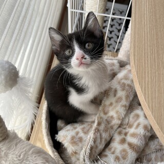 鼻ぽちが可愛いハチワレの女の子♪