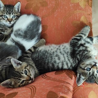 可愛い4きょうだいの子猫たちの里親募集です