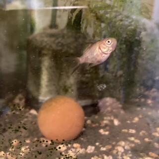金魚(琉金)の稚魚2匹里親さま募集中！